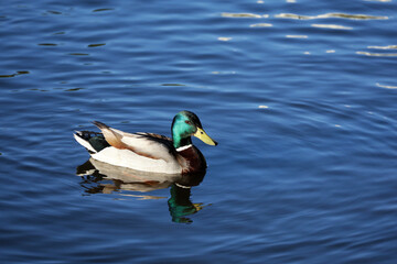 Mallard duck swimming on a lake in summer park. Male duck with reflection in blue water