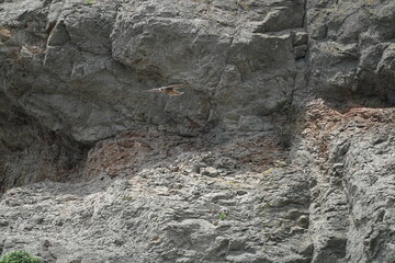 peregrine falcon in a cliff