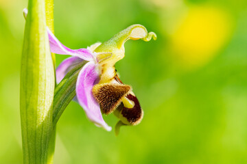 Bee orchid ( Ophrys apifera), side macro detail with green background, nature concept.