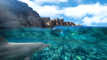 bottlenose dolphin and coral reef, split