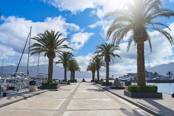 Large palm trees on the waterfront in the port