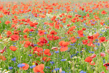 Obraz premium Mohnblumen