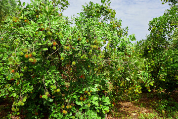 Fototapeta na wymiar Fresh rambutan in the plantation