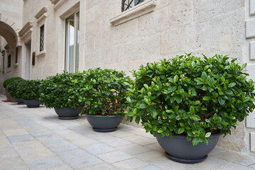 Fototapeta na wymiar Outdoor plants in large pots near the building