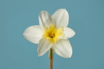 Fototapeta na wymiar Elegant white and yellow narcissus flower isolated on sky blue background.
