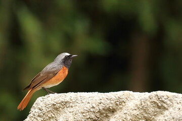 Common Redstart, cute colorful bird on rock