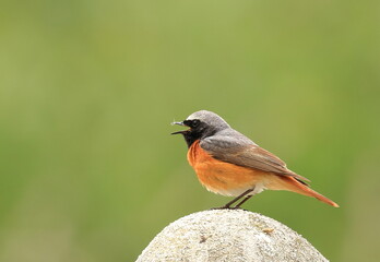 Common Redstart, cute colorful bird on rock