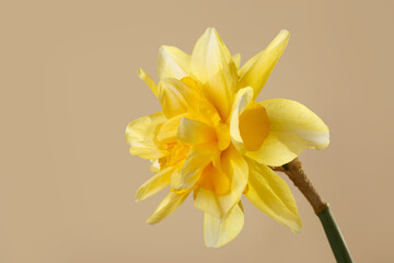 Yellow narcissus flower isolated on beige background.