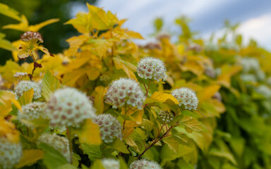 close macro photo of flowers with yellow leaves growing in the park on a sunny day