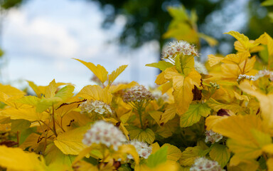close macro photo of flowers with yellow leaves growing in the park on a sunny day