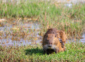痒い所に足が届くヌートリア