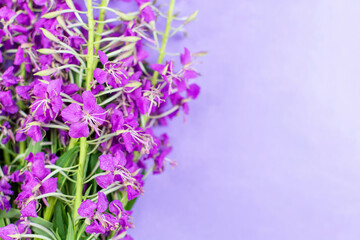 A bouquet of healing ivan-tea on a purple (blue) background. Space for the text. Flowers and leaves of the epilobium plant. Herbal medicine, infusion, decoction, tea from kipreya (ivan-herb).