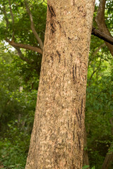 Wild bengal Tiger Claw Marks on a tree to sharpen and clean their claws and showing their size and warning to other tigers in territory or area in wild safari at forest of central india asia