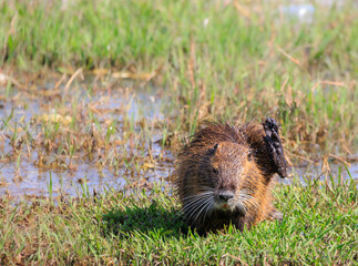 痒い所に足が届くヌートリア