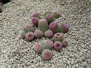 Cactus Grow in Rounded Gravel