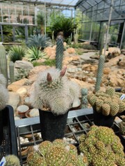 Cactus grow in plastic pot