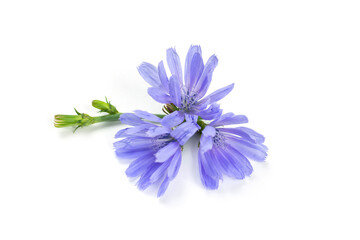 Blue chicory flower close-up on a white isolated background.