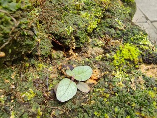 Small Plant Grow on the Rock in the Garden