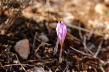 Flor en el campo