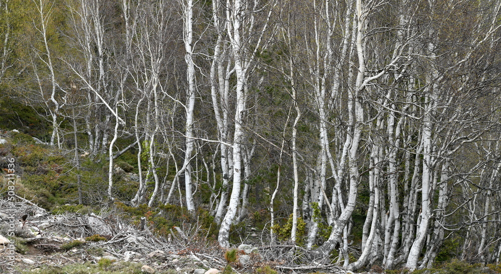 Sticker forêt d'aïtone