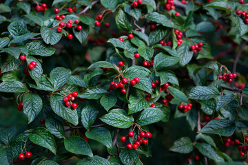 Ripe fruits of Cotoneaster nitens on a branch - 508211345