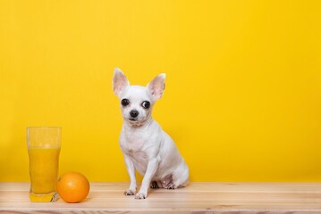 A small white chihuahua dog sits next to a glass glass of freshly squeezed orange juice and one...