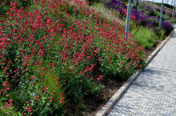 bed of colorful prairie flowers in an urban environment attractive to insects and butterflies, mulched by gravel. on the corners of the essential oil large boulders against crossing the edges 