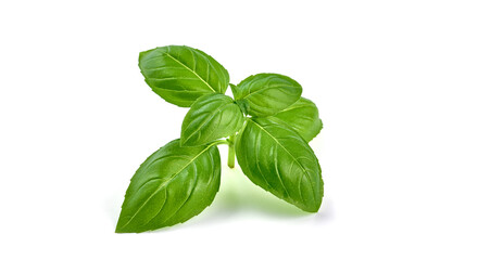 Fresh basil leaf isolated on white background, close up. Basil herb.