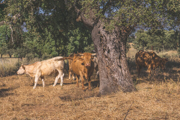 A group of red and white cows