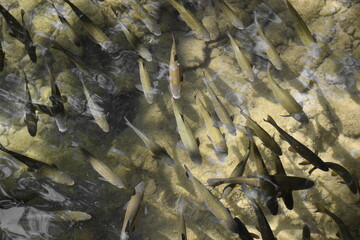 Fische in klarem Wasser im kryka Nationalpark