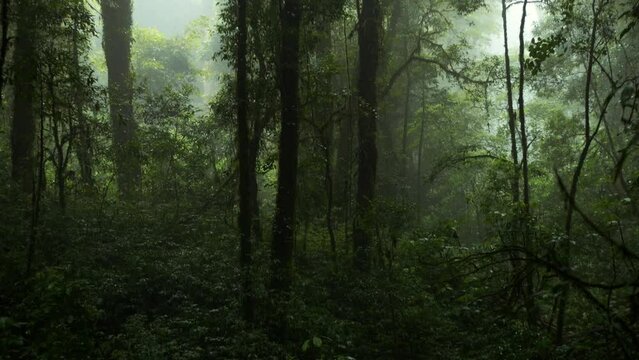 Beautiful foggy mysterious rainforest jungle scene high quality 4K slowmotion footage, Thailand.