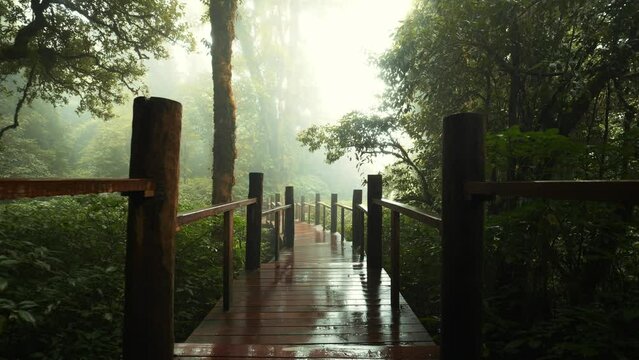 Walking on wooden deck path in rainy foggy rainforest jungle high quality 4K slowmotion steadycam footage, Thailand.