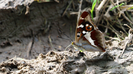 Side view of Apatura iris, the purple emperor, butterfly of the family Nymphalidae eating on a  wet muddy road
