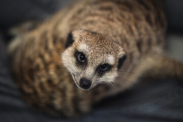 meerkat close-up, top view