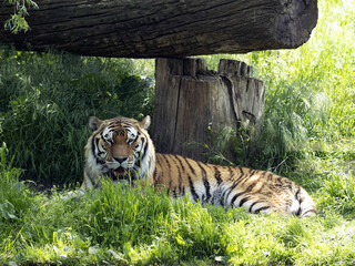 The large male Amur Tiger, Panthera tigris altaica, is resting in the grass.