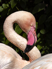 Fototapeta premium Portrait of a beautiful Rosy Flamingo, Phoenicopterus roseus.