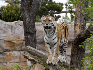 The large male Amur Tiger, Panthera tigris altaica, stands on a trunk and observes the surroundings.
