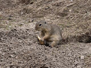 European ground squirrel, Spermophilus citellus sits by a burrow and eats food.