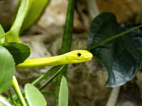 Portrait, Green Mamba, Dendroaspis angusticeps intermedius, one of the most venomous snakes in Africa.