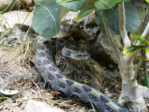 A very rare Bale Mountains adder, Bitis parviocula, has cloudy eyes before undressing.