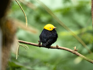 Golden-headed manakin, Ceratopipra erythrocephala, bird with golden head.