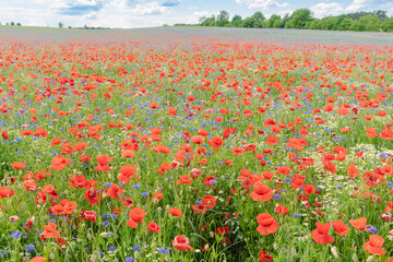 Fototapeta premium Mohnblumen