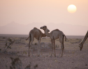 Baby camels in the natural pasture
