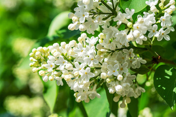 Branches of blooming white syringa close-up. Spring lilac bush in the park