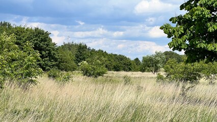 Fototapeta premium pine trees and sky