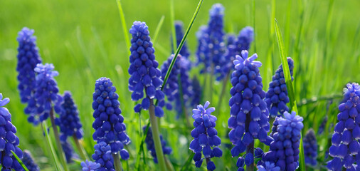 Group of Grape hyacinth (Muscari armeniacum) blooming in spring, selective focus and green grass background. Summer meadow with purple bell-shaped Muscari flowers, floral abstract natural background. 