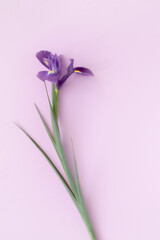 Purple iris flower on pastel pink purple background