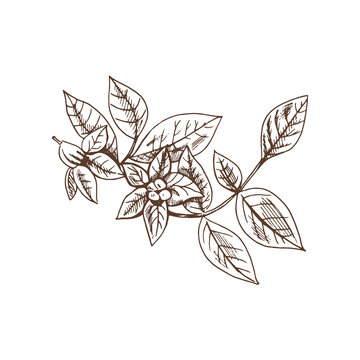 Hand drawn sketch of potato flowers. Eco food vintage vector illustration. Sketch illustration for print, web, mobile and infographics isolated on white background.