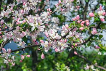 Fototapeta na wymiar Beautiful spring cherry. in pastel pink and white tones. Sakura. Small depth of field. Close-up of flowering branches of pink cherry, Japanese cherry tree in spring. Spring landscape of Japan.