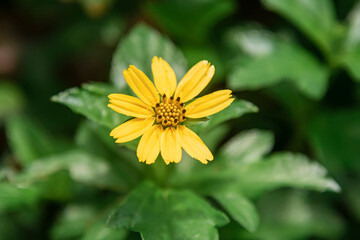yellow flower in the garden